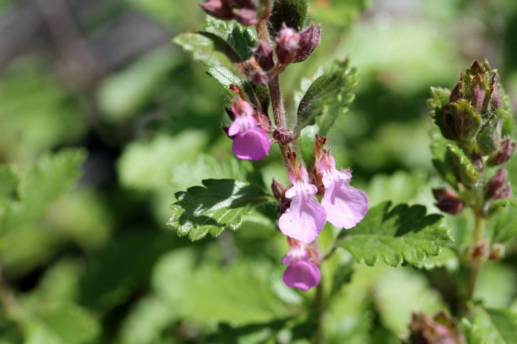 Teucrium chamaedrys